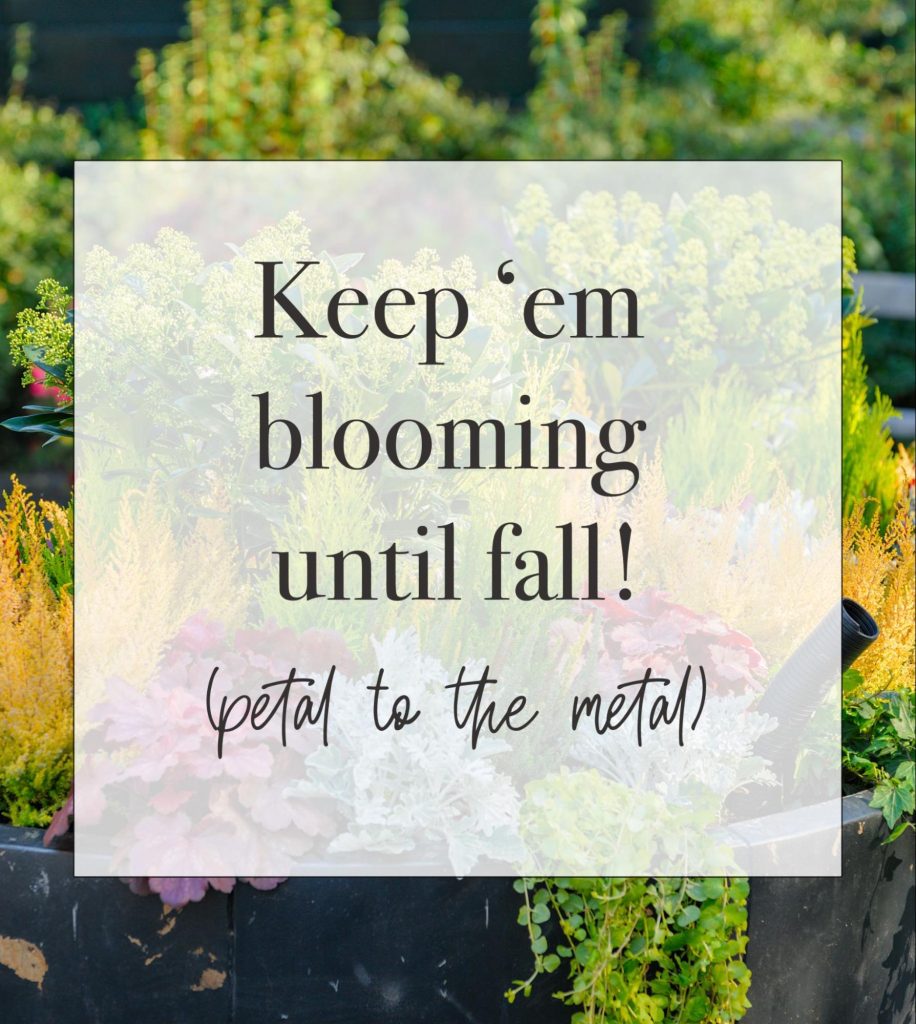 Fall in Love with Fall Flowers: How to Keep Your Garden Blooming